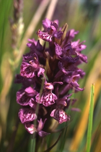 Strandnycklar, Dactylorhiza majalis ssp. purpurella