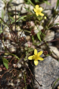 Strandranunkel, Ranunkulus reptans