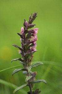 Strandrödtoppa, Odontites litoralis ssp. litoralis