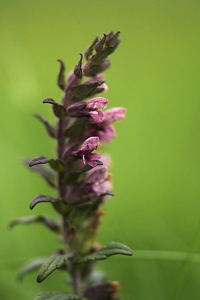 Strandrödtoppa, Odontites litoralis ssp. litoralis