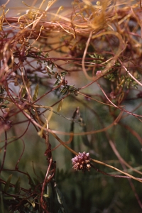 Strandsnärja, Cuscuta europaea ssp. halophyta