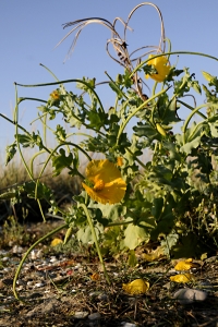 Strandvallmo, Glaucium flavum, Bohuslän, Tjurpannan