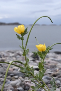 Strandvallmo, Glaucium flavum