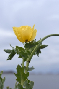 Strandvallmo, Glaucium flavum