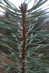 Tall, Pinus sylvestris