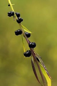 Tandrot, Cardamine bulbifera