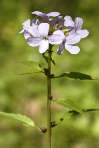 Tandrot, Cardamine bulbifera