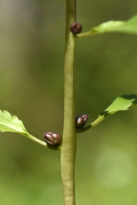Tandrot, Cardamine bulbifera
