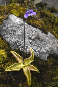 Tätört, Pinguicula vulgaris